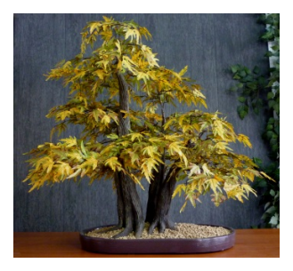 Aura, bonsai artificiale aceri verdi
